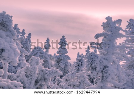 Pink sunset and fir trees in the snow in the Ural mountains.