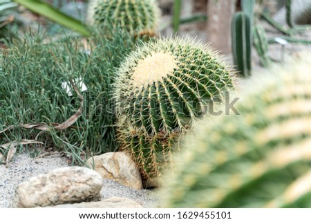 Golden ball cactus or Echinocactus grusonii
