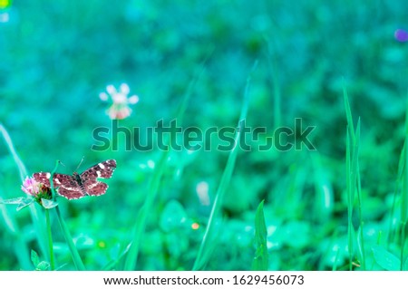 Beautiful floral spring abstract background of nature. Spring floral scene with grass, flowers and butterfly. Floral scene with soft focus on blue mint background. Spring template
