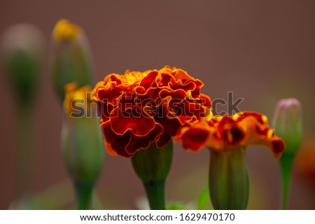 Picture of a flaming marigold