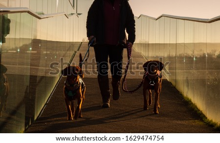 Dog Walking at Gibraltar Point, Lincolnshire, England, United Kingdom at sunset.