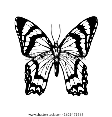 Black and white tropical battefly. Hand drawn stock vector illustration isolated on white background. Sketch for tattoo and coloring book page