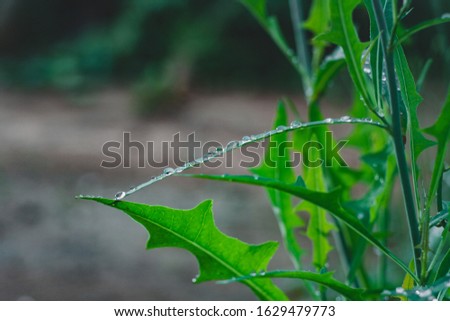 Picture of green wet leaves with droplets.