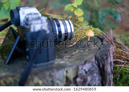 camera on a tree stump in the forest, lens focused on a mushroom, close-up.