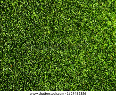 Closeup view of green grass soccer field background. Wallpaper for work and design.