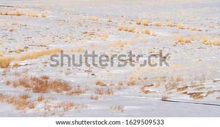 Yellow wizened grass growing in the white endless snow field.