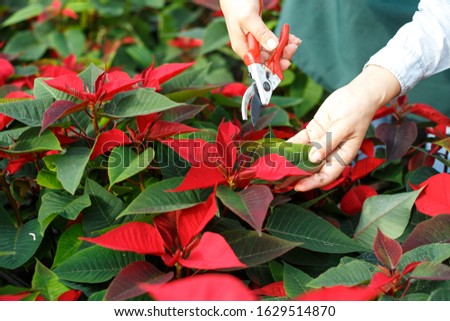 Closeup of flowering Poinsettias pulcherrima with hands of gardener caring for plants Royalty-Free Stock Photo #1629514870