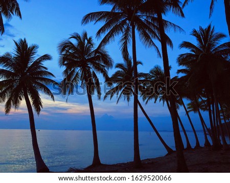 Sunset sky and beach on a background of palm trees.