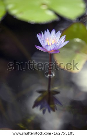 Purple lotus flower-3