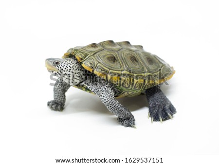 beautiful shell of Diamondback terrapin turtle Royalty-Free Stock Photo #1629537151