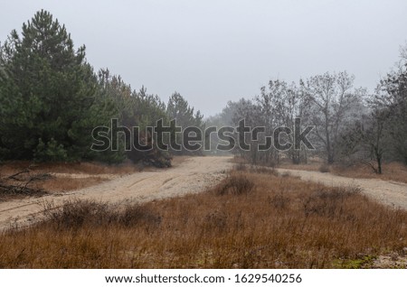 Young pine trees in the morning fog. Sandy road between the trees. Enjoy the natural beauty of nature during a morning walk. Selective focus. Without people.