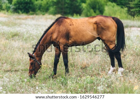 A beautiful brown horse grazes and eats grass in the field. Lonely stallion, animal in nature. Photography, concept.