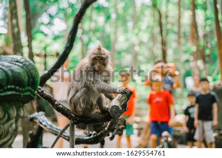 A wet Monkey sits on a branch near the fountain. Tourists take pictures of monkeys. Monkey forest in Ubud. Most visited place in Ubud