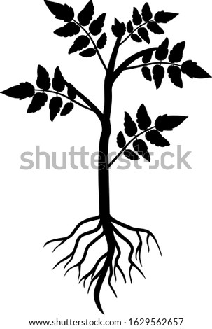 Black silhouette of tomato plant with leaves and root system isolated on white background