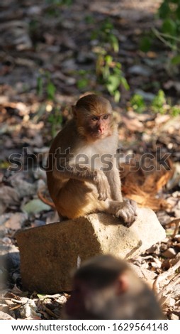 little monkey sitting on a stone with a mouth full
