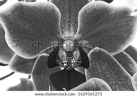 close up on pink mini phalaenopsis orchid flower - black and white photography