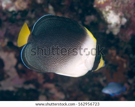 Vermiculated angelfish in Bohol sea, Phlippines Islands