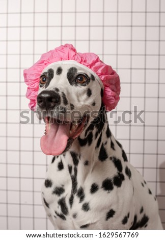 Cute dalmatian dog in pink bath cap in bathroom on a white tile background. Happy dog's muzzle. Dog nurse, health and medicine concept.