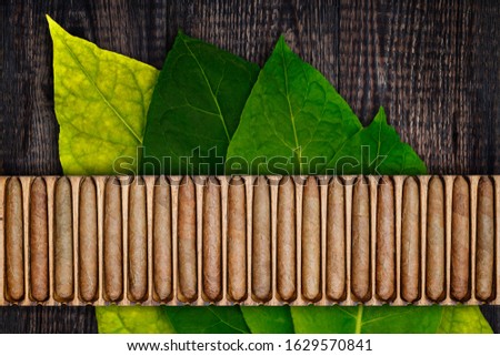 Cigars in wooden box on green tobacco leaves on old table. Cigar manufacturing in vintage traditional scale tools, top view. Old box with handmade cigars in wooden humidor. 