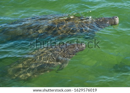 Manatee swimming in warm water in a Florida river. Manatee and baby calf floating up above the water. Top view.