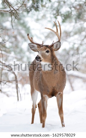 White-tailed deer buck standing in the winter snow in Canada