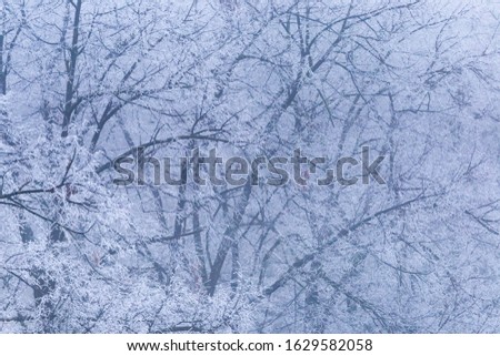 Winter tree branch texture. Trees covered with frost in winter morning. Early winter fog with bare frozen tree branches. winter website cover