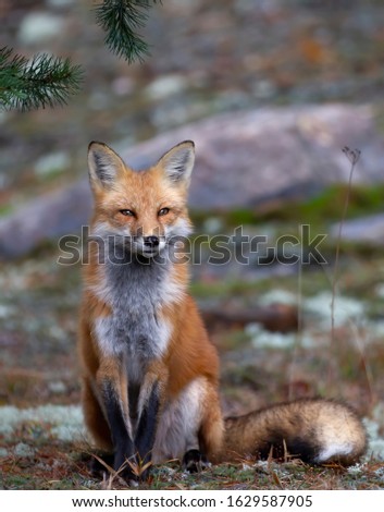 Red fox (Vulpes vulpes) with a bushy tail sitting in the forest in autumn in Algonquin Park, Canada  Royalty-Free Stock Photo #1629587905