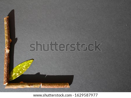 Kiwi branches and aucuba japanese leaf frame on black background