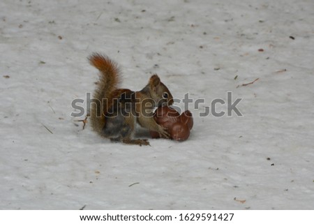 American Red Squirrel with mange holding a plastic chocolate bunny in the snow