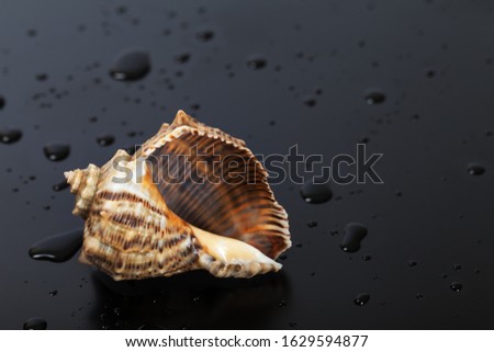 Wet empty shell from rapana venosa on black background with water drops