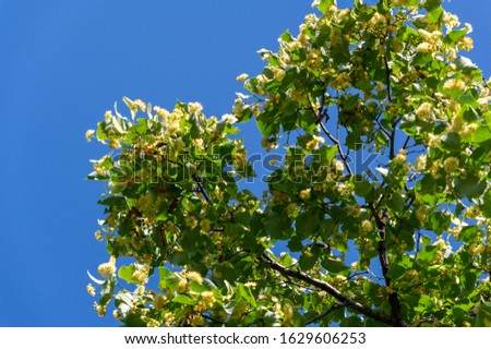 Linden flowers, Deliciously fragrant linden trees perfume the air in early summer, beckoning us to come and enjoy their beneficial properties for body, mind, and spirit. 