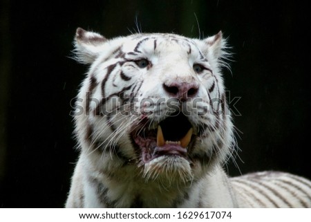 White tiger head in front of black background