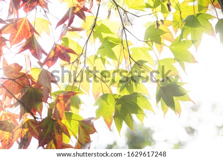 Red and green leaves of acer serrulatum with backlight, soft focus