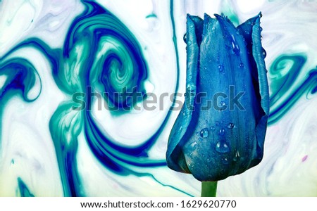 blue tulip in drops of water on an abstract blue background. abstract blue pattern and tulip flower