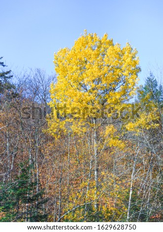 Beautiful Natural Forest Background in Fall Season. Landscape, Nature, Tourist Destination, View, Scenery, Attraction and Colorful Autumn Leaves Color concept