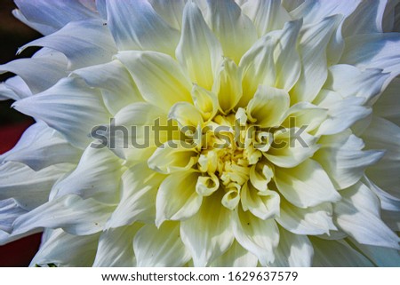 White Dahlia flower head close-up Wallpaper