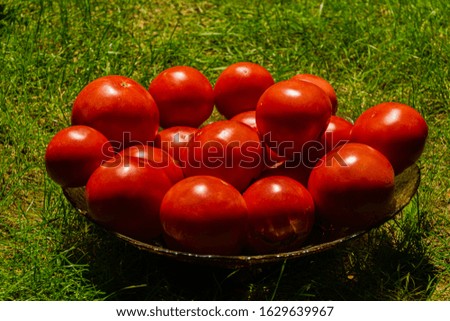 Red ripe sweet tomatoes on glass dish on background of green grass in garden. Selective focus. Close-up. Fresh tomatoes, picked and washed to shine for food.