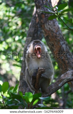 Macaca monkey shows its fangs