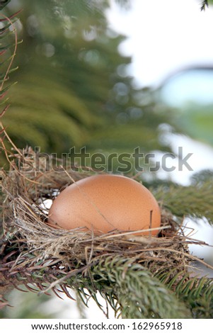 The Picture Egg in bird nest on tree.