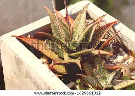Aloe Vera Plants for garden decoration, Aloe Vera Plant growing in a concrete pot in the garden outdoors, Selective focused picture of the decorative foliage, image of Succulent of the Genus aloe