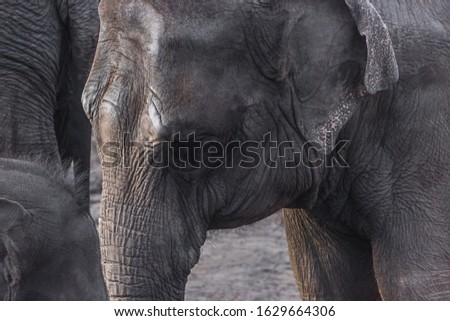 an old african elephant picture
