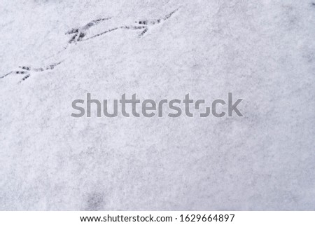 The trail of a bird on the white snow in winter. Background. Copy space.