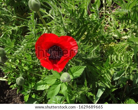 Red poppy is a flower of passion