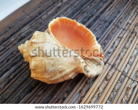 The shell is large and voluminous.