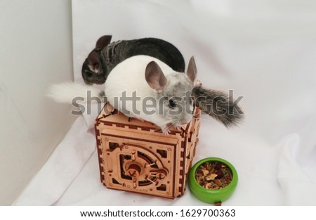two small chinchillas gray and white sit in different directions on a wooden box                                      