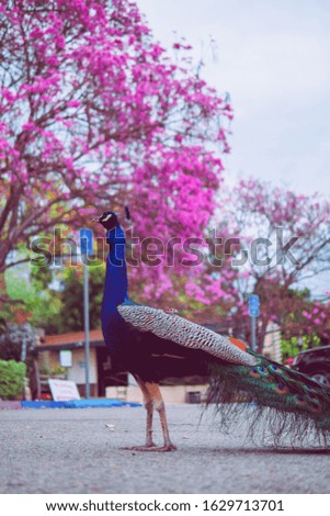 Beautiful peacock is  flaunting its tail