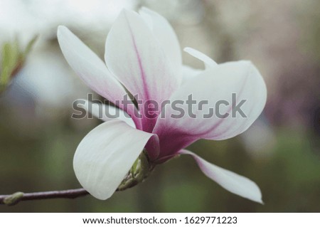 Purple and pink magnolia flowers in the park