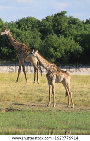 Giraffe photography in their natural bush environnement 