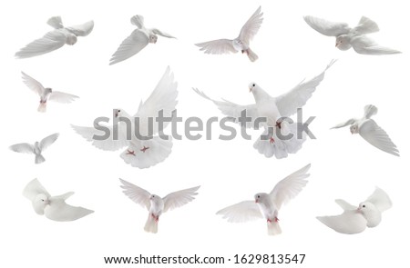 collage free flying white dove isolated on a white background Royalty-Free Stock Photo #1629813547
