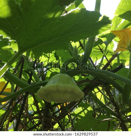 BACKLIT ,GREEN SCALLOPED SUMMER SQUASH GROWING ,AMIDST LEAVES AND BRANCHES. Royalty-Free Stock Photo #1629829537
